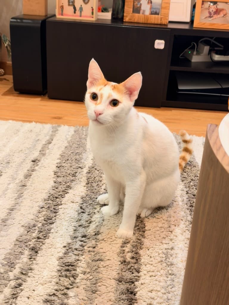 Alam sitting on the rug, judging