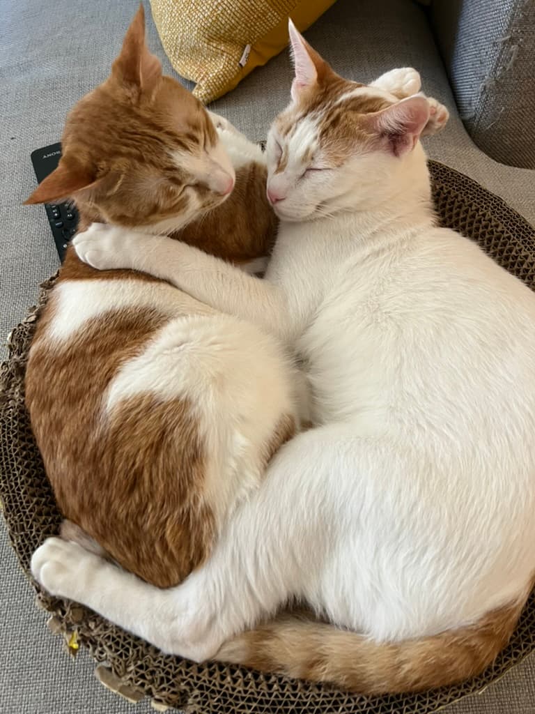 Shams and Alam asleep, cuddled in a basket