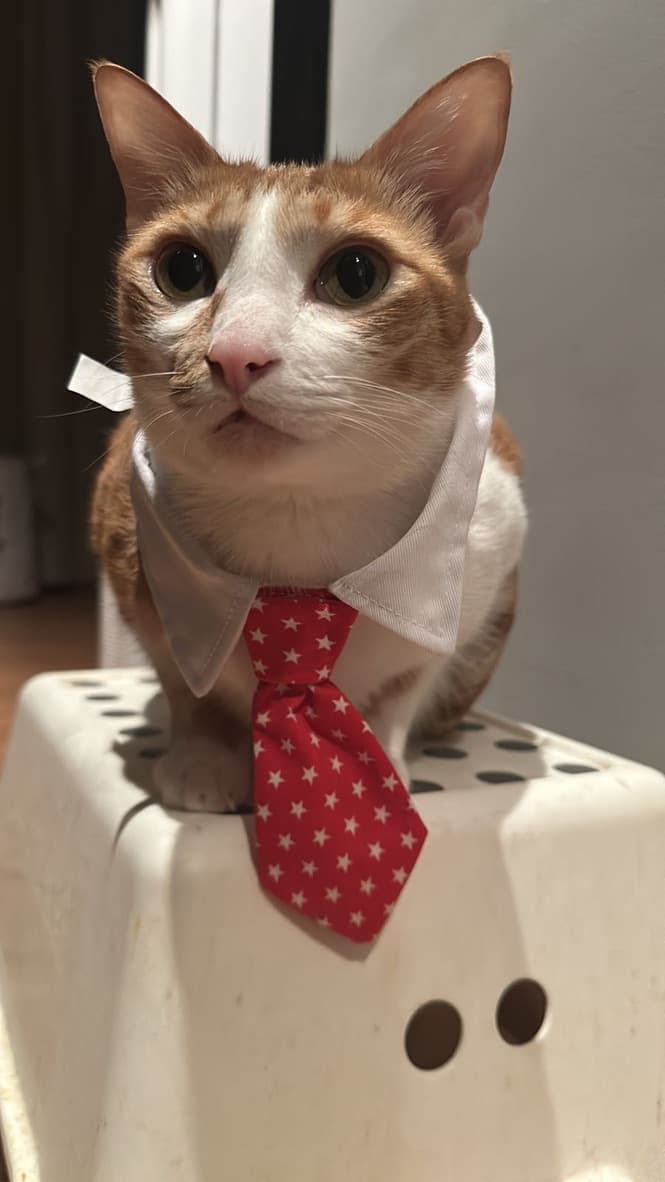 Shams wearing a red tie, perched on a stool like an executive