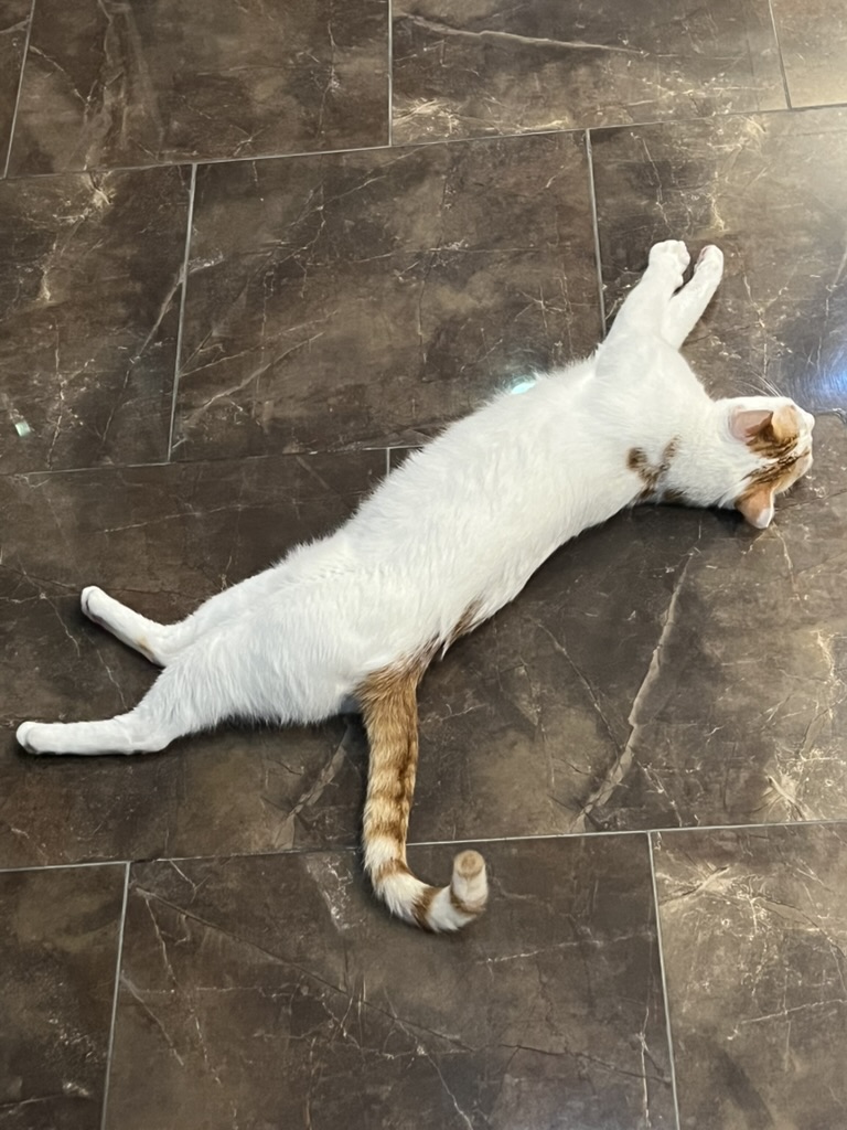 Alam lying flat out on a marble floor