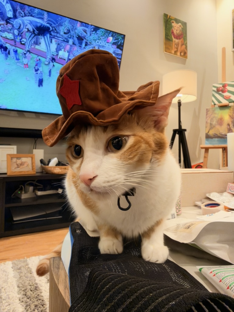 Shams in a cowboy hat