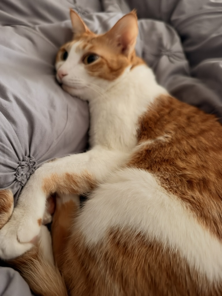 Shams lounging on the duvet