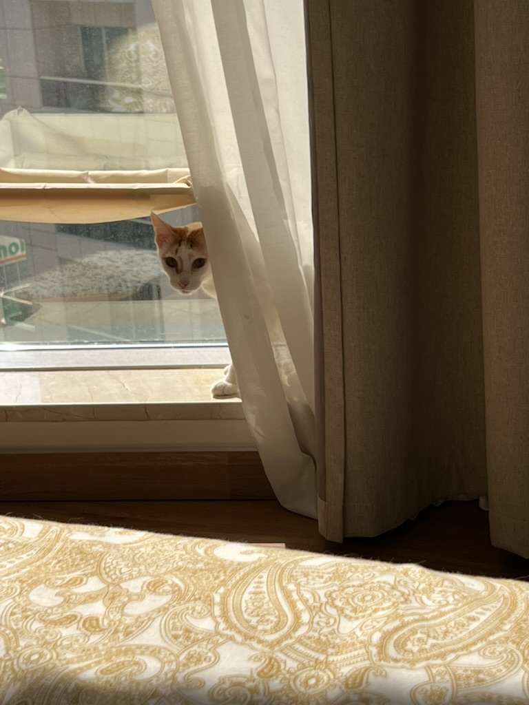 A cat peeking out from behind the curtains at the window